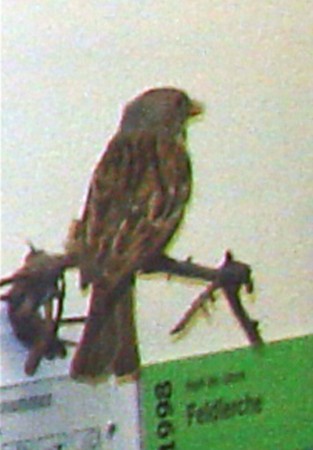 Barbara Downs photo of bird before using in mixed-media encaustic piece